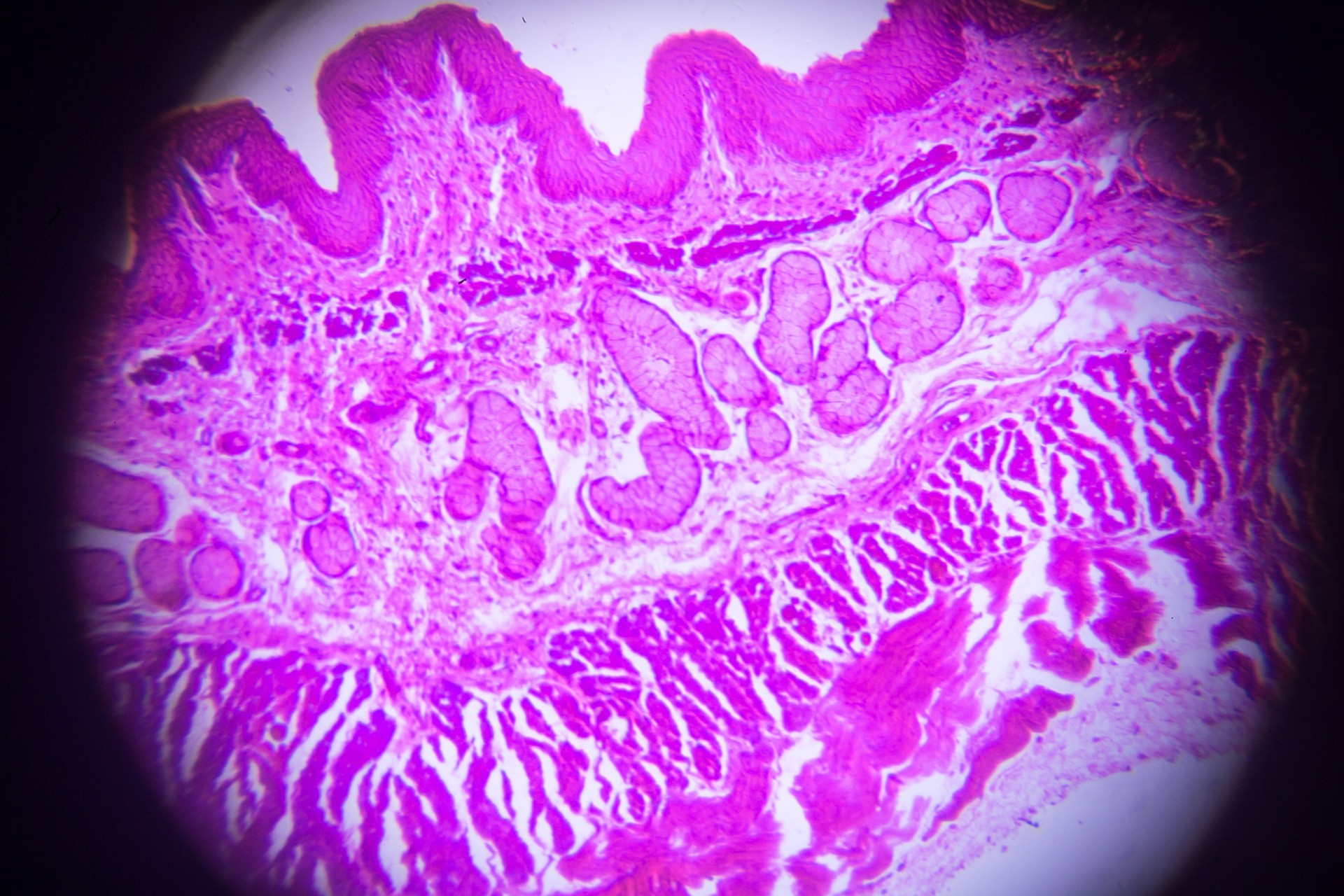 oesophagus cross section tissue in microscope