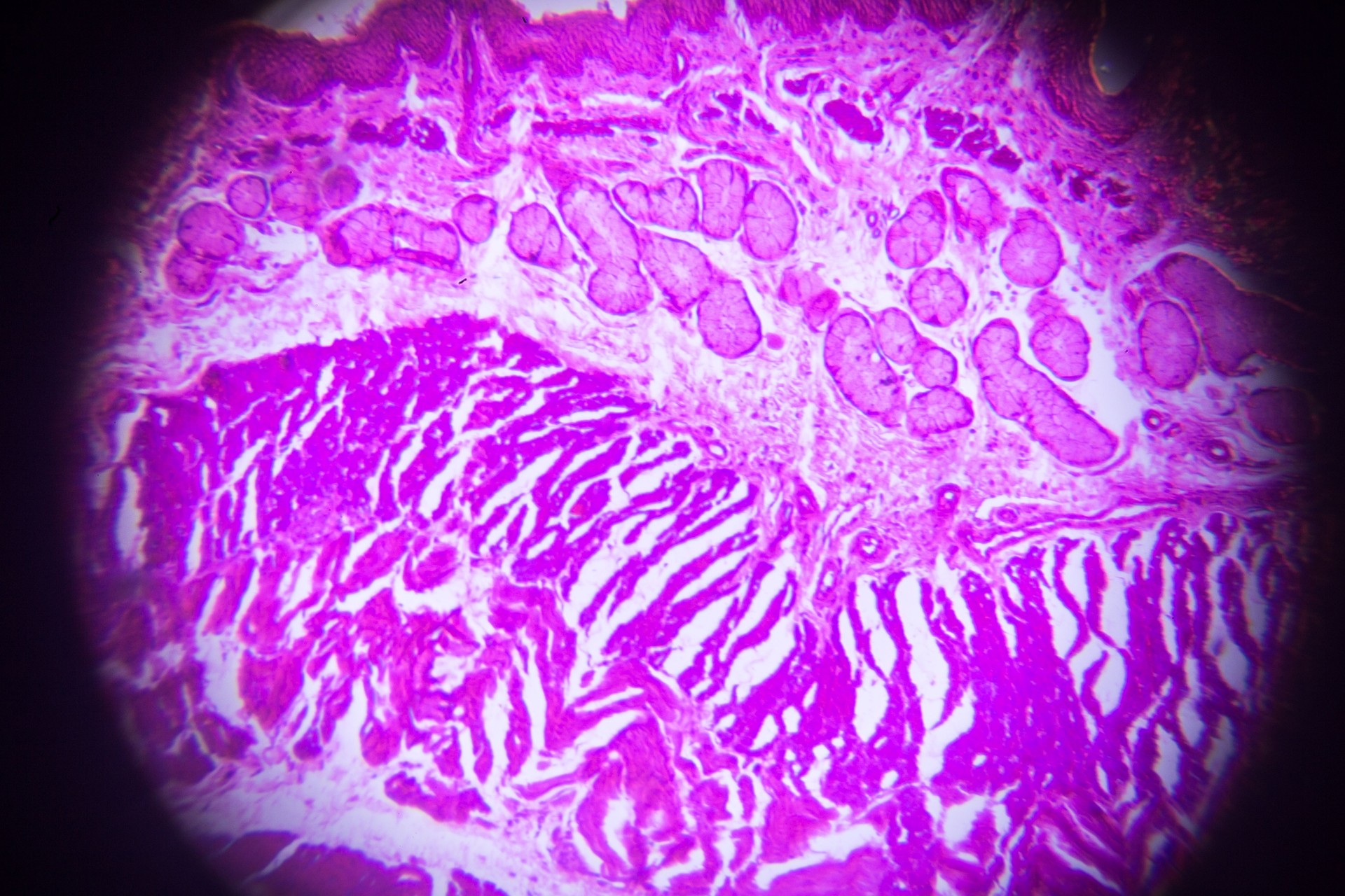 Cross section tissue in microscope